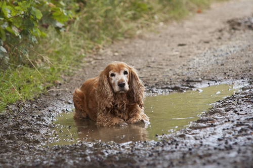 Cute picture of a dog cooling off in a mud puddle.